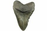Serrated, Fossil Megalodon Tooth - South Carolina #226451-2